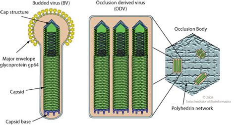 bacolviral|Baculoviridae .